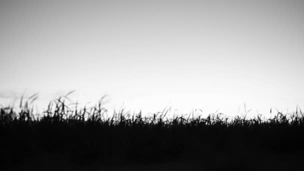 Silhouette statique de l'herbe 