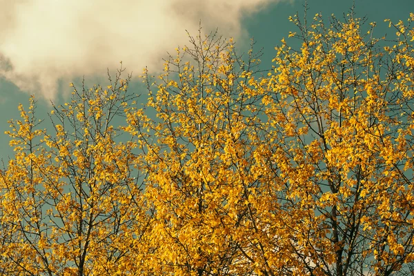 Herbstblätter — Stockfoto