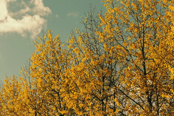 Folhas de outono contra o céu azul — Fotografia de Stock