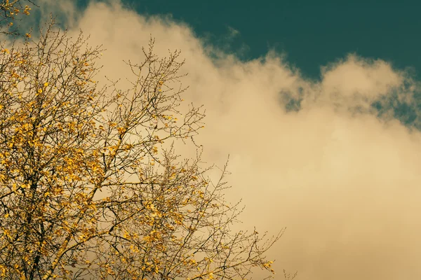 Folhas de outono contra o céu azul — Fotografia de Stock