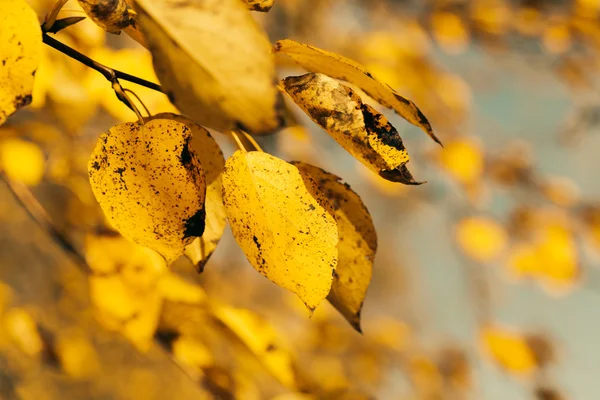 Folhas de outono close-up — Fotografia de Stock