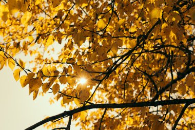 Sonbahar Yaprakları