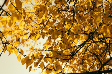 Sonbahar Yaprakları