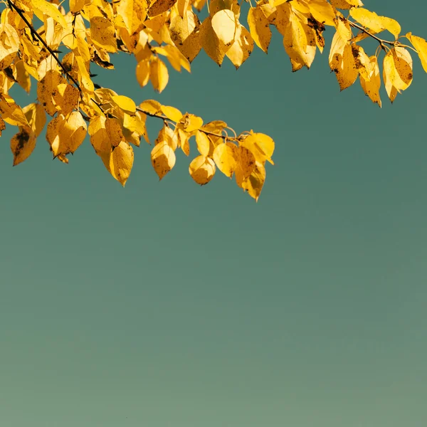 Folhas de outono contra o céu azul — Fotografia de Stock