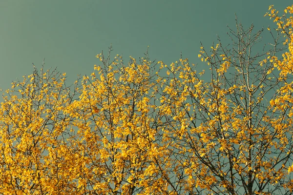 Folhas de outono contra o céu azul — Fotografia de Stock