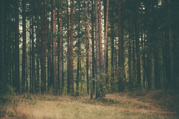 Tallskogen — Stockfoto