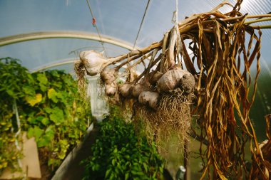Taze kazdık sarımsak bitkiler.