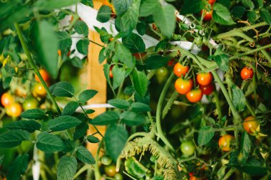 sera içinde kırmızı ve yeşil domates.