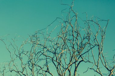 Mavi göğün karşı ölü ağaç dalları.