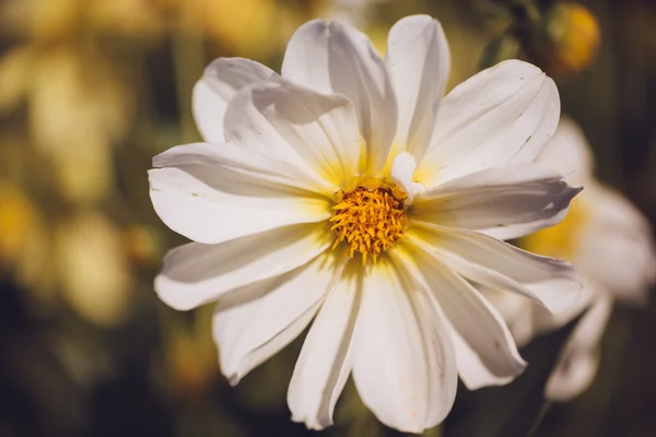 美しいカラフルな花のクローズ アップ. — ストック写真