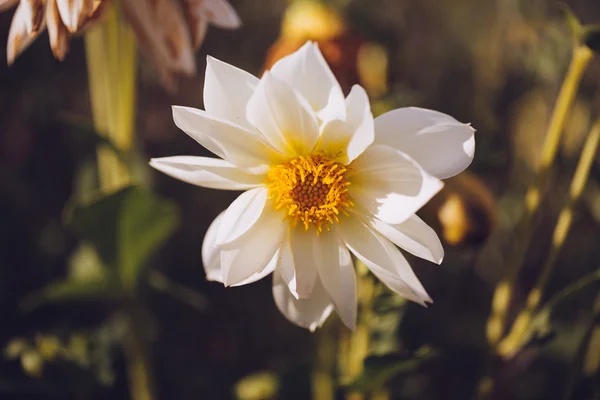 Mooie kleurrijke bloem close-up. — Stockfoto