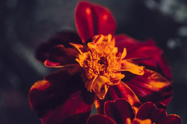 Schöne bunte Blume Nahaufnahme. — Stockfoto