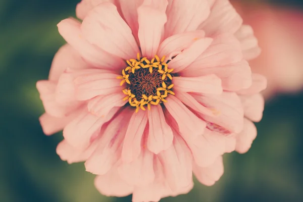 美しいカラフルな花のクローズ アップ. — ストック写真