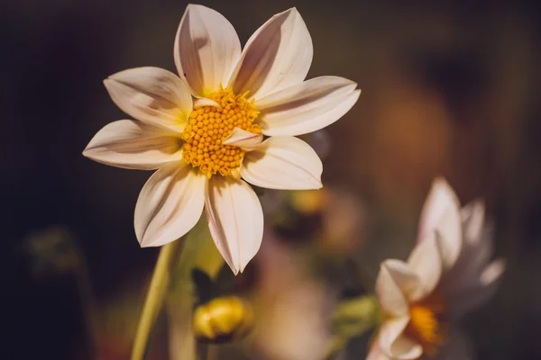 Mooie kleurrijke bloem close-up. — Stockfoto