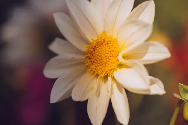 Belle fleur colorée gros plan . — Photo