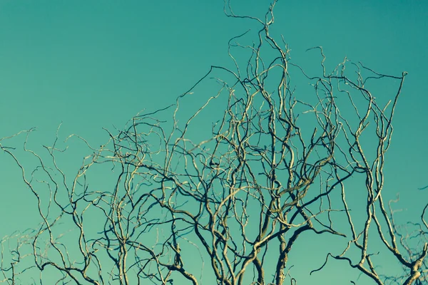 Branches d'arbres morts contre ciel bleu . — Photo