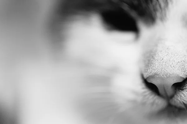 Foto em preto e branco de uma cabeça de gatos close-up . — Fotografia de Stock