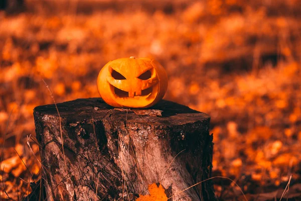 Foto de calabaza de Halloween en el bosque . — Foto de Stock