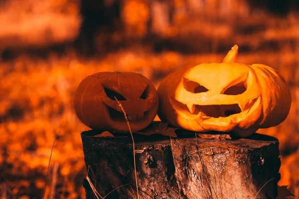 Halloween pumpkins ormandaki. — Stok fotoğraf