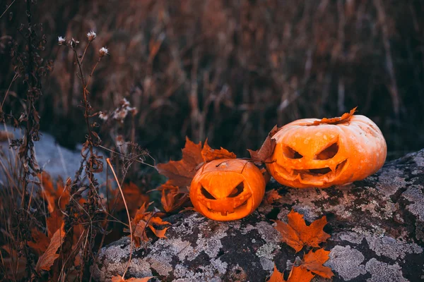 Calabazas de Halloween en el bosque en piedra . — Foto de Stock