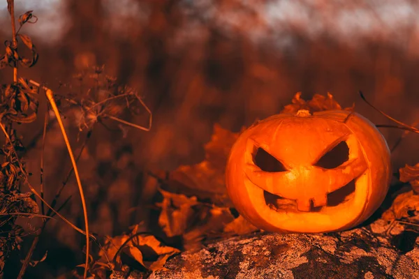 Halloween dýně Foto v lese. — Stock fotografie