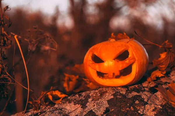 Halloween-Kürbisfoto im Wald. — Stockfoto