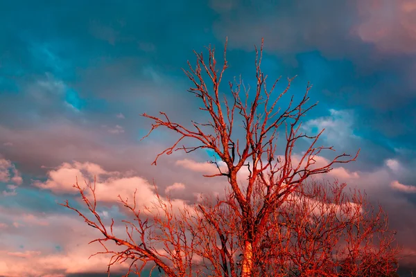 Dead tree red. — Stock Photo, Image