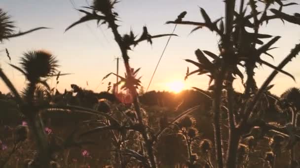 Pan fű naplementekor — Stock videók
