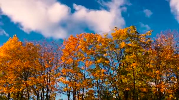 Autumn tree timelapse. — Stock Video