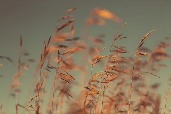 Herfst droog gras — Stockfoto