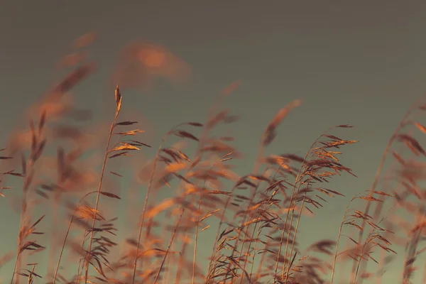 Outono grama seca — Fotografia de Stock