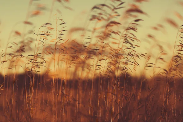 Herfst droog gras — Stockfoto