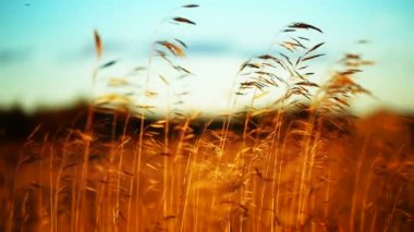 Kuru altın alan yakın çekim.