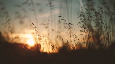 Gün batımında buğday tarlası.