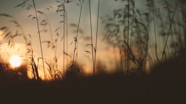 Gün batımında buğday tarlası.