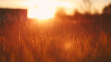 Kuru altın alan yakın çekim.