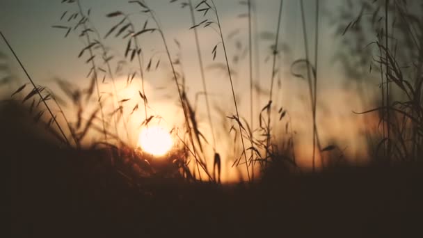 Champ de blé au coucher du soleil. — Video