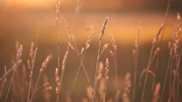Dry golden field close up. — Stock Video