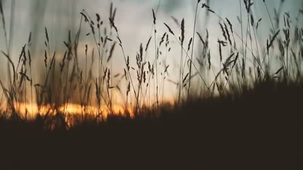 Пшеничное поле на закате. — стоковое видео