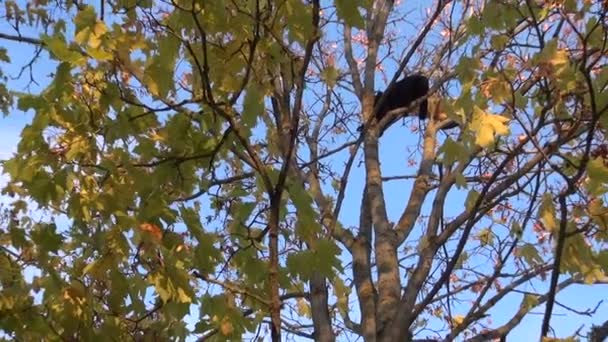 Schwarze und orangefarbene Katzen hoch im Baum. — Stockvideo