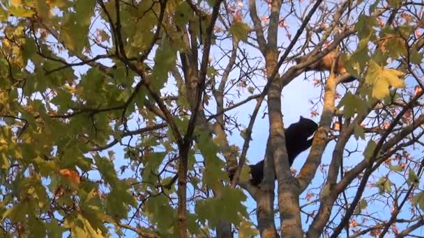 Chat noir et orange haut dans un arbre .