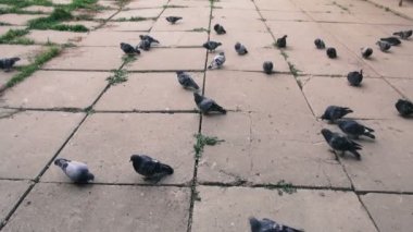 Güvercinler peck tahıl sürüsü.