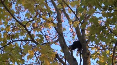 Siyah ve turuncu kediler ağaca yüksek.
