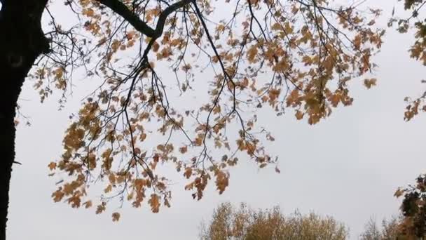 Ramas de árboles en otoño contra el cielo gris . — Vídeos de Stock