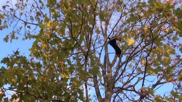 Černé a oranžové kočky vysoko na stromě. — Stock video