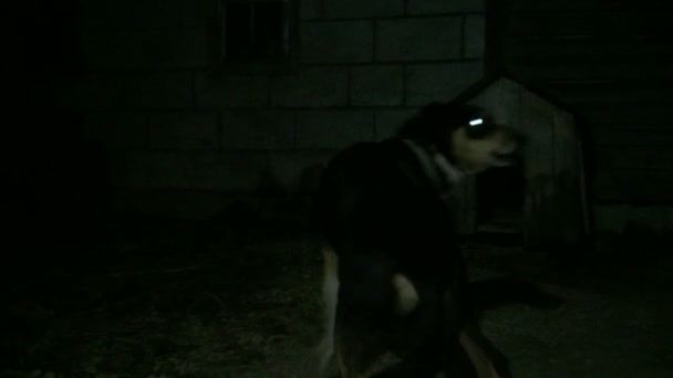 Σκύλος δεμένα με μια αλυσίδα Μπαρκς. — Αρχείο Βίντεο