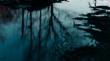 Sudaki ağaçların yansıması.