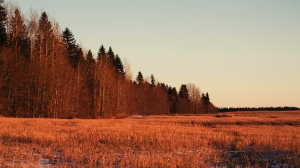 Grand champ et à gauche le bois des arbres secs et des sapins . — Video