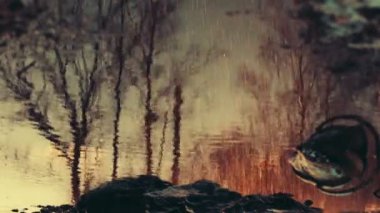 Sudaki ağaçların yansıması.