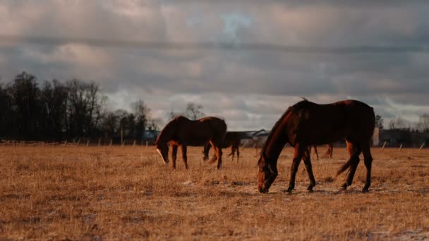 Muitos cavalos no paddock . — Vídeo de Stock